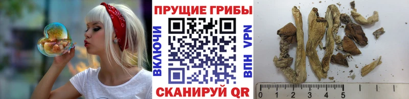 Галлюциногенные грибы Psilocybe  сайты даркнета как зайти  Абакан  цены  